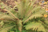 Polystichum setiferum RCP2-2019 (117).JPG